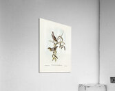 Plain-coloured Pachycephala Pachycephala simplex illustrated by Elizabeth Gould 1804–1841 for John Gould’s 1804-1881 Birds of Australia  Acrylic Print