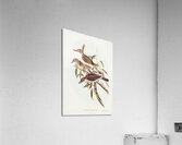 Selby’s Colluricincla Colluricincla Selbii illustrated by Elizabeth Gould 1804–1841 for John Gould’s 1804-1881 Birds of Australia  Impression acrylique