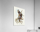 Falcon illustrated by Elizabeth Gould 1804–1841 for John Gould’s 1804-1881 Birds of Australia  Acrylic Print