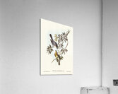 Broad-billed Flycatcher Myiagra latirostris illustrated by Elizabeth Gould 1804–1841 for John Gould’s 1804-1881 Birds of Australia  Acrylic Print