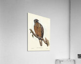 Little Australian Eagle Aquila Morphnoides illustrated by Elizabeth Gould 1804–1841 for John Gould’s 1804-1881 Birds of Australia  Acrylic Print