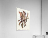 Plumed Podargus Podargus plumiferus illustrated by Elizabeth Gould 1804–1841 for John Gould’s 1804-1881 Birds of Australia  Acrylic Print