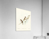 Great-winged Flycatcher Microeca macroptera illustrated by Elizabeth Gould 1804–1841 for John Gould’s 1804-1881 Birds of Australia  Acrylic Print