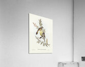 New Holland Honey-eaterillustrated by Elizabeth Gould 1804–1841 for John Gould’s 1804-1881 Birds of Australia  Acrylic Print