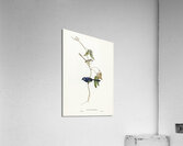 Banded Wren Alurus splendens illustrated by Elizabeth Gould 1804–1841 for John Gould’s 1804-1881 Birds of Australia  Acrylic Print