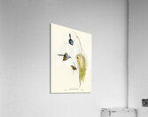 Blue Wren Malurus cyaneus illustrated by Elizabeth Gould 1804–1841 for John Gould’s 1804-1881 Birds of Australia  Acrylic Print