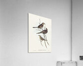 Black-breasted Songlark Cincloramphus cantillans illustrated by Elizabeth Gould 1804–1841 for John Gould’s 1804-1881 Birds of Australia  Acrylic Print