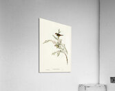 Red-eyebrowed Finch Estrelda temporalis  illustrated by Elizabeth Gould 1804–1841 for John Gould’s 1804-1881 Birds of Australia  Acrylic Print