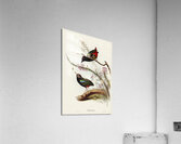 Rainbow Pitta Pitta Iris illustrated by Elizabeth Gould 1804–1841 for John Gould’s 1804-1881 Birds of Australia  Acrylic Print