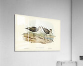 Marsh Sandpiper Totanus stagnatilis illustrated by Elizabeth Gould 1804–1841 for John Gould’s 1804-1881 Birds of Australia  Acrylic Print