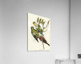 Black-tailed Parakeet Polytelis melanura illustrated by Elizabeth Gould 1804–1841 for John Gould’s 1804-1881 Birds of Australia  Impression acrylique