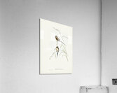 Yellow-breasted Robin Eopsaltria Australis illustrated by Elizabeth Gould 1804–1841 for John Gould’s 1804-1881 Birds of Australia  Acrylic Print