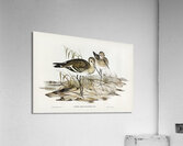 Black-tailed Godwit Limosa Melanuroides illustrated by Elizabeth Gould 1804–1841 for John Gould’s 1804-1881 Birds of Australia  Acrylic Print