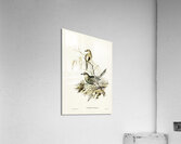 Brown Songlark Cincloramphus cruralis illustrated by Elizabeth Gould 1804–1841 for John Gould’s 1804-1881 Birds of Australia  Acrylic Print