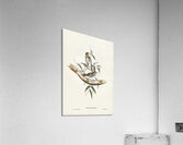 Little chthonicola chthonicola minima illustrated by Elizabeth Gould 1804–1841 for John Gould’s 1804-1881 Birds of Australia  Acrylic Print