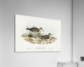 Australian Tringa Schoeniclus Australis illustrated by Elizabeth Gould 1804–1841 for John Gould’s 1804-1881 Birds of Australia  Acrylic Print