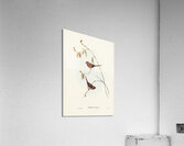 Crimson Finch Estrelda Phaeton illustrated by Elizabeth Gould 1804–1841 for John Gould’s 1804-1881 Birds of Australia  Acrylic Print