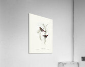 Fire-tailed Finch illustrated by Elizabeth Gould 1804–1841 for John Gould’s 1804-1881 Birds of Australia  Acrylic Print