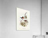 Norfolk Island Robin Petroica erythrogastra illustrated by Elizabeth Gould 1804–1841 for John Gould’s 1804-1881 Birds of Australia  Acrylic Print