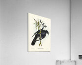 White-winged Chough Corcorax leucopterus illustrated by Elizabeth Gould 1804–1841 for John Gould’s 1804-1881 Birds of Australia  Acrylic Print