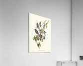 Black-throated Psophodes Psophodes nigrogularis illustrated by Elizabeth Gould 1804–1841 for John Gould’s 1804-1881 Birds of Australia  Acrylic Print