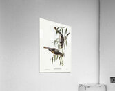 Black-throated Psophodes Psophodes nigrogularis illustrated by Elizabeth Gould 1804–1841 for John Gould’s 1804-1881 Birds of Australia  Acrylic Print