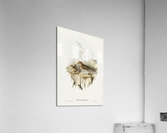 Australian Pipit Anthus Australis illustrated by Elizabeth Gould 1804–1841 for John Gould’s 1804-1881 Birds of Australia  Acrylic Print