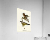 Australian Sphecotheres Sphecotheres Australis illustrated by Elizabeth Gould 1804–1841 for John Gould’s 1804-1881 Birds of Australia  Acrylic Print
