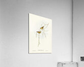 Australian Sphecotheres Sphecotheres Australis illustrated by Elizabeth Gould 1804–1841 for John Gould’s 1804-1881 Birds of Australia  Acrylic Print