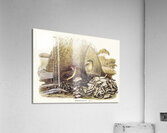 Spotted Bower Bird Chlamydera maculata illustrated by Elizabeth Gould 1804–1841 for John Gould’s 1804-1881 Birds of Australia  Acrylic Print