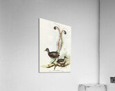 Lyre Bird Menura superba illustrated by Elizabeth Gould 1804–1841 for John Gould’s 1804-1881 Birds of Australia  Acrylic Print