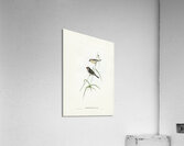 Red-tailed Finch Estrelda ruficauda illustrated by Elizabeth Gould 1804–1841 for John Gould’s 1804-1881 Birds of Australia  Acrylic Print