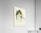 Bauers Parrakeet Platycercus Bauerii illustrated by Elizabeth Gould 1804–1841 for John Gould’s 1804-1881 Birds of Australia  Impression acrylique