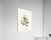 Horsfield’s Mirafra Mirafra Horsfieldii illustrated by Elizabeth Gould 1804–1841 for John Gould’s 1804-1881 Birds of Australia  Acrylic Print