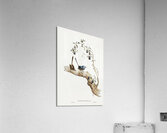 Long-tailed Wren Malurus longicaudus illustrated by Elizabeth Gould 1804–1841 for John Gould’s 1804-1881 Birds of Australia  Acrylic Print