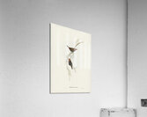 Painted Finch Emblema picta illustrated by Elizabeth Gould 1804–1841 for John Gould’s 1804-1881 Birds of Australia  Acrylic Print