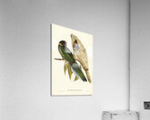 Curlew Sandpiper Schoeniclus subarquatus illustrated by Elizabeth Gould 1804–1841 for John Gould’s 1804-1881 Birds of Australia  Acrylic Print