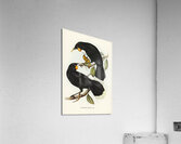 Gould&39s Neomorpha Neomorpha Gouldii illustrated by Elizabeth Gould 1804–1841 for John Gould’s 1804-1881 Birds of Australia  Acrylic Print