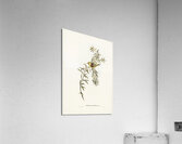 Orange-fronted chat Ephthianura aurifrons illustrated by Elizabeth Gould 1804–1841 for John Gould’s 1804-1881 Birds of Australia  Acrylic Print