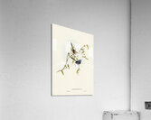 Black-backed Wren Malurus melanotus illustrated by Elizabeth Gould 1804–1841 for John Gould’s 1804-1881 Birds of Australia  Acrylic Print