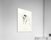 Chestnut-breasted Finch Donacola castaneothorax illustrated by Elizabeth Gould 1804–1841 for John Gould’s 1804-1881 Birds of Australia  Acrylic Print