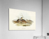 Chestnut-breasted Finch Donacola castaneothorax illustrated by Elizabeth Gould 1804–1841 for John Gould’s 1804-1881 Birds of Australia  Acrylic Print