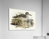 Large-billed Plover Esacus magnirostris illustrated by Elizabeth Gould 1804–1841 for John Gould’s 1804-1881 Birds of Australia  Acrylic Print