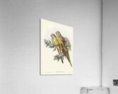 The Princess of Wales&39s Parakeet Polytelis Alexandrae illustrated by Elizabeth Gould 1804–1841 for John Gould’s 1804-1881 Birds of Australia  Acrylic Print