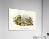 Nocturnal Ground-Parakeet Geopsittacus occidentalis illustrated by Elizabeth Gould 1804–1841 for John Gould’s 1804-1881 Birds of Australia  Acrylic Print