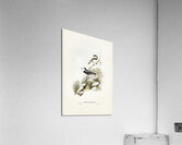 White-fronted chat Ephthianura albifrons illustrated by Elizabeth Gould 1804–1841 for John Gould’s 1804-1881 Birds of Australia  Acrylic Print