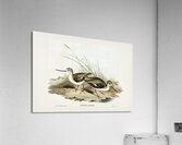 Terek Godwit Terekia cinerea illustrated by Elizabeth Gould 1804–1841 for John Gould’s 1804-1881 Birds of Australia  Acrylic Print