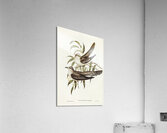 Unadorned Cuckoo Cuculus inornatus illustrated by Elizabeth Gould 1804–1841 for John Gould’s 1804-1881 Birds of Australia  Acrylic Print