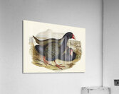 Notornis Notornix Mantelli illustrated by Elizabeth Gould 1804–1841 for John Gould’s 1804-1881 Birds of Australia  Acrylic Print