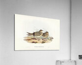Oriental Pratincole Glareola Orientalis illustrated by Elizabeth Gould 1804–1841 for John Gould’s 1804-1881 Birds of Australia  Acrylic Print